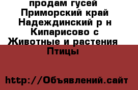 продам гусей - Приморский край, Надеждинский р-н, Кипарисово с. Животные и растения » Птицы   